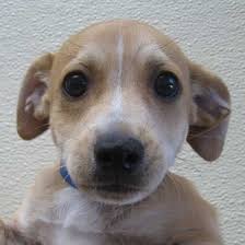 Benny has made our lives very happy, he is the smartest and happiest dog we have ever had, and he now has a chance to have a good life! Dog Adoption San Diego Adopt A Dog Cat Adoption San Diego Adopt A Cat Cat Adoption Animals Dog Adoption