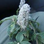 Image result for Cyathula orthacantha