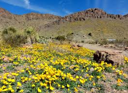 Rockhound state park, located midst florida mountains offers a number of outdoor opportunities such as swimming, hiking,. Rockhound State Park Deming New Mexico Ga47 State Parks Land Of Enchantment New Mexico