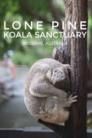 Lone Pine Koala Sanctuary Living In Another Language Lone Pine Koala Sanctuary Koala Australia Travel Guide