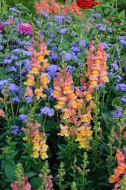 Image result for Antirrhinum