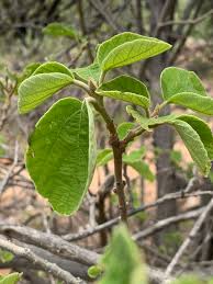 Image result for Cordia grandicalyx
