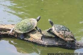 100 cm x 40cm x 40cm nur das aquarium, keine pflanzen. Teichhaltung Von Wasserschildkroten