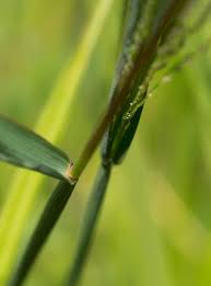 Image result for Digitaria gazensis