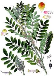 Image result for Indigofera adenoides