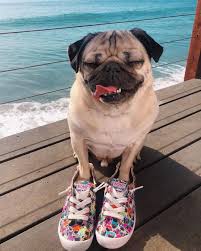 Dog Cat Dog Ate Dog Home Ideas Home Dog Dogs And Puppys Puppy Cute Dog Cute Dog S Dogs Love Diys For Dogs Dog Ideas For The Ho Pet Diy Dog