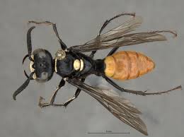 Image result for Philenoptera nelsii