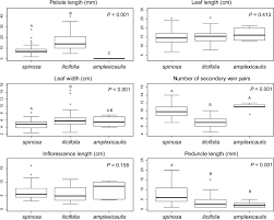 Image result for Rinorea ilicifolia