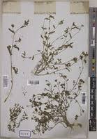 Image result for Kotschya aeschynomenoides