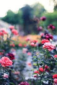 Learn how to make your own enchanted rose from beauty and the beast in this short diy video! Rose Garden Bunga Cantik Bunga Latar Belakang