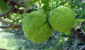Hedge apples are generally not considered edible. Can You Eat A Horse Apple Which Is A Type Of Apple Quora