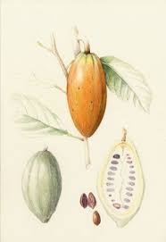Fruits Vegetables Gallery Full Vegetable Illustration Fruit Botanical