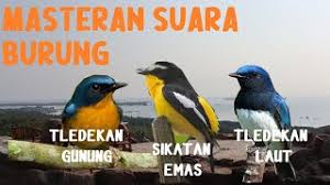 Suara burung decu kembang gacor merdu untuk masteran dan pancingan burung decu kembanh atau sikatan kembang. Burung Sikatan Emas Di Alam Bebas