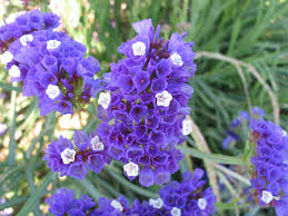 Image result for Limonium sinuatum