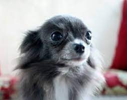 Chihuahua puppies for sale near me. Pin On Adorable Furbabies