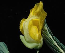 Image result for Aeschynomene fluitans