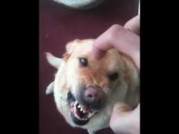 Watch Video Very Angry Dog Attacks In 2020 Angry Dog Dog Attack Funny Animal Videos