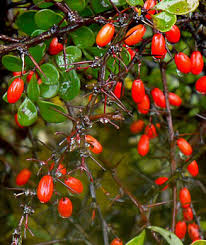 Namethatplant Net Berry Images