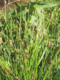 Image result for Eleocharis naumanniana