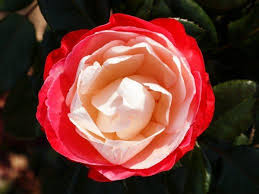 Rose Nostalgie Kaufen Garten Von Ehren Beste Qualitat Seit 1865 Gunstige Preise Riesenauswahl Kauf Auf Rechn Immergrunes Geissblatt Rosen Heckenrose