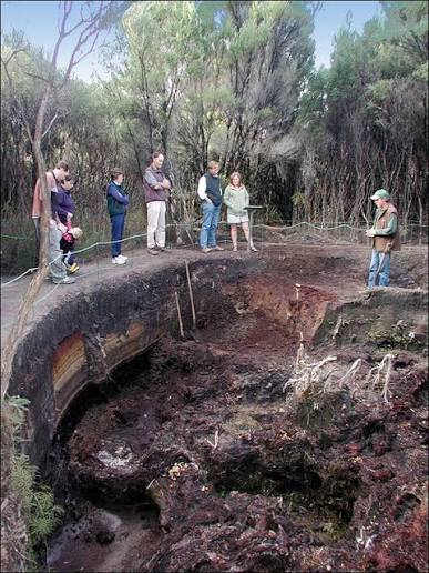 Gum Diggers Park - Ancient Buried Kauri forest and Gum-Digging site North of Kaitaia NZ