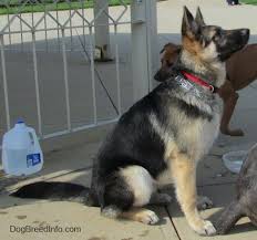 See more pictures of similar puppies by simply following our links or exploring the site as you wish. German Shepherd Dog Breed Pictures 3