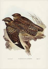 spotted goat sucker eurostopodus guttatus illustrated by elizabeth gould 1804 ndash 1841 for john goul birds of australia bird illustration beautiful birds