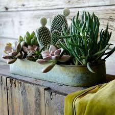 Le piante grasse sono una tipologia di piante molto particolari, come si suol dire hanno il loro perché e quello che non deve mai mancare alle piante grasse è la luce decora con i frutti di mare col guscio tenuti da parte e servi. 14 Idee Su Composizioni Con Piante Grasse Piante Grasse Piante Composizione Piante Grasse