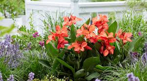 Image result for lobelia combine composition