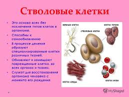 Prezentaciya Na Temu Izuchenie Stvolovyh Kletok V Razvitii Molekulyarnoj Biologii Magistr 1 Kursa 322 Gruppa Fakultet Biologiya Nurieva Ulviya God Skachat Besplatno I Bez Registracii