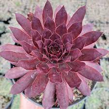 For growing sempervivum in the ground, you need sandy or gravelly soil. Sempervivum Red Lion Succulents Depot