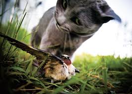 Hey, you've probably even seen some hilarious clips on the internet which show cats and owls interacting with each other. Cat Owners Turn A Blind Eye To Pets Violence Audubon