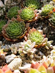 How to identify and use wild edible plants for bush craft and survival. 50 Popular Types Of Succulents With Pictures Keeping Succulents