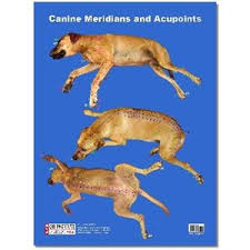 Canine Acupuncture Meridians Poster Po03