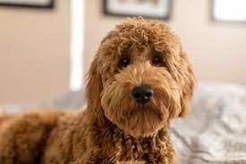 The most popular look for goldendoodles is that distinctive teddy bear look. Goldendoodles Haircut Ideas Addorable And Creative Styles