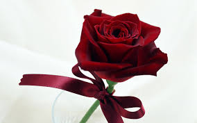 Types of flowers for valentines day, best valentine flowers, valentine's day flower arrangements ideas, valentine flowers pictures, beautiful roses for valentines day, valentine delivery service, flower delivery hajj 2019 application form pakistan free download (pdf) and last date. Valentine Red Rose Flower Free Hd Widescreen S Wallpaper Flowers Wallpaper Better