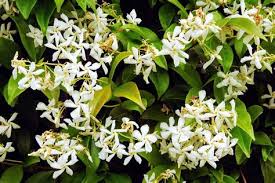 I fiori bianchi o bianco rosato sono profumatissimi ed attirano molti insetti al suo cospetto. Fiori Bianchi Profumatissimi Nomi Pianta Sempreverde Con Fiori Bianchi Un Leggero Liquore Molto Profumato