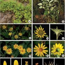 Image result for Senecio ruwenzoriensis