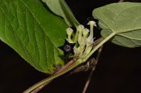 Image result for Apocynaceae subfamily Periplocoideae