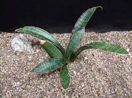 Image result for Sansevieria sinus-simiorum