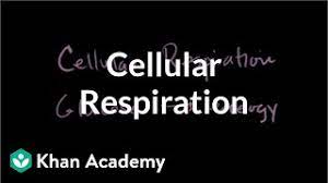 Maybe you would like to learn more about one of these? Cellular Respiration Introduction Biology Video Khan Academy