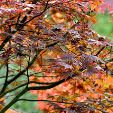 Check spelling or type a new query. Buy Japanese Maple Acer Palmatum Atropurpureum