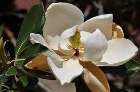 Beautiful Magnolia Flower White Flowers Sweet Magnolia