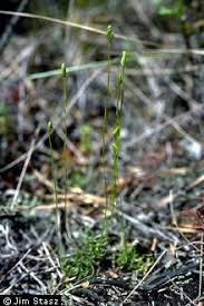 Image result for Schizaea