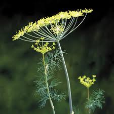 Dill plants do not transplant well; Fernleaf Dill Seeds Park Seed