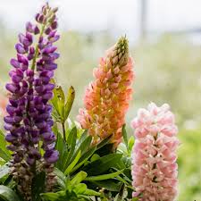 Maybe you would like to learn more about one of these? Lupine Plant Care Growing Guide