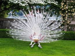 Animal Mashups Lovely Or Scary Animal Mashups Photoshopped Animals Scary Animals