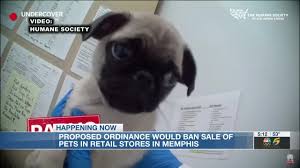 We also provide quality pet foods and pet supplies. Memphis City Council Considers Proposal To Ban Retail Pet Sales