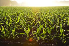 To insure good pollination and ear development, plant several short rows or blocks rather than 1 or 2 long rows. How Far Apart Do You Plant Corn Farm Animals