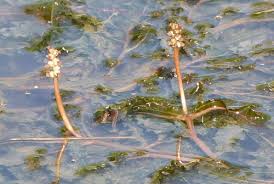 Image result for Potamogetonaceae